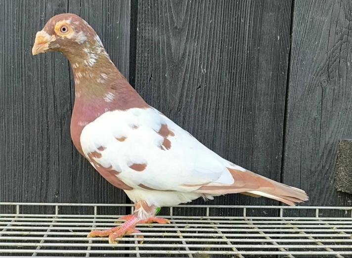 Skrzydlaci posłańcy i symbol nadziei. Światowy Dzień Gołębia /AUDIO/